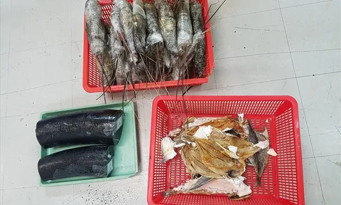 Bắt giữ vận chuyển 2 ngà voi đội lốt tôm hùm qua đường hàng không