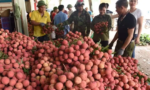 Lo thị trường cho 180.000 tấn vải thiều trong mùa thu hoạch 2021