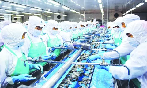 Đồng bằng sông Cửu Long: Điểm sáng xuất khẩu tôm