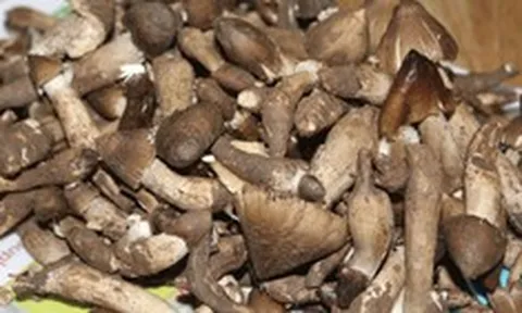 ĐBSCL: Nấm mối đầu vụ khan hiếm